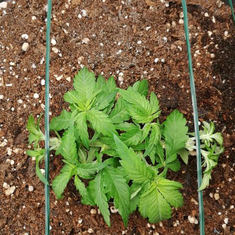 Fat Banana  growlog timeline photo