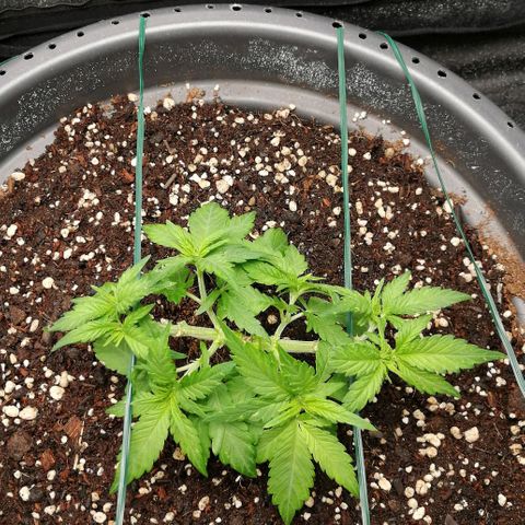 Fat Banana  growlog timeline photo