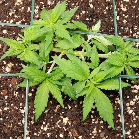 Fat Banana  growlog timeline photo