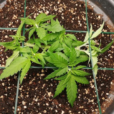 Fat Banana  growlog timeline photo