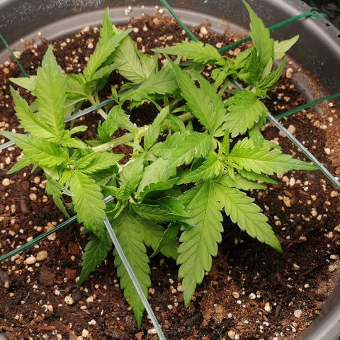 Fat Banana  growlog timeline photo