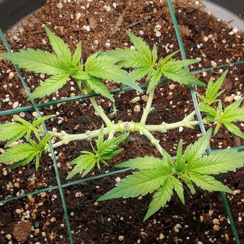 Fat Banana  growlog timeline photo