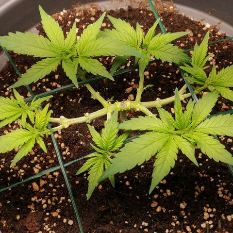 Fat Banana  growlog timeline photo