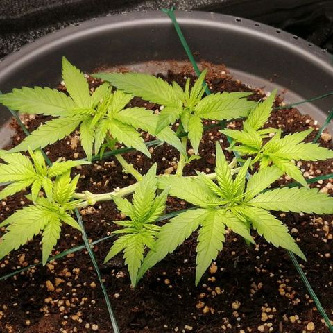 Fat Banana  growlog timeline photo