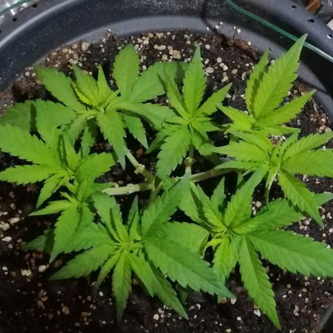 Fat Banana  growlog timeline photo