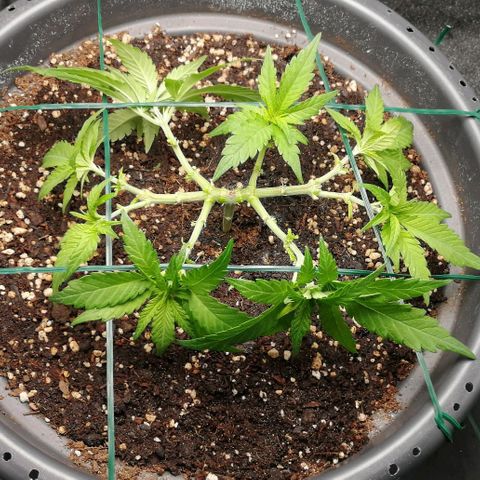 Fat Banana  growlog timeline photo