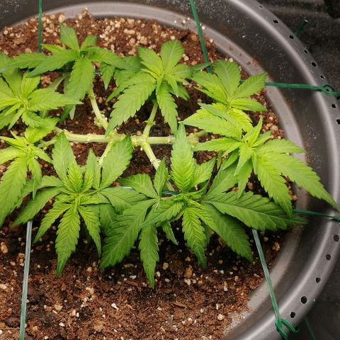 Fat Banana  growlog timeline photo