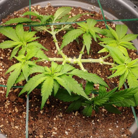 Fat Banana  growlog timeline photo