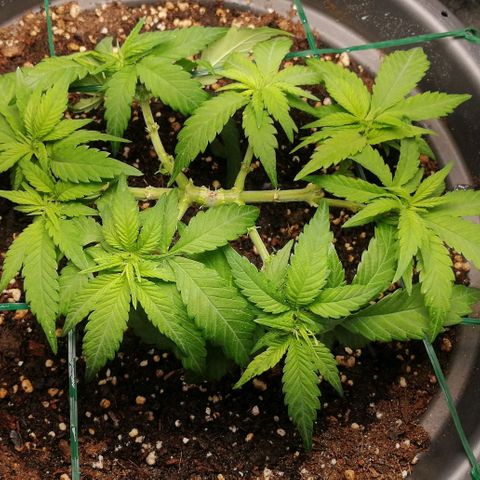 Fat Banana  growlog timeline photo