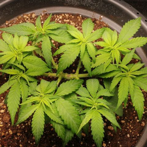 Fat Banana  growlog timeline photo
