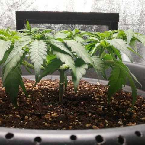 Fat Banana  growlog timeline photo