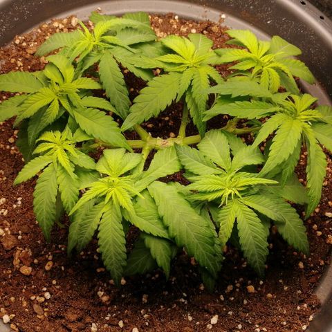 Fat Banana  growlog timeline photo
