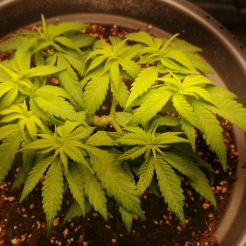 Fat Banana  growlog timeline photo