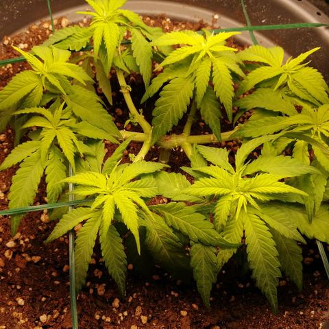 Fat Banana  growlog timeline photo