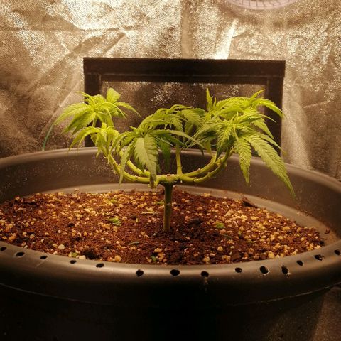 Fat Banana  growlog timeline photo