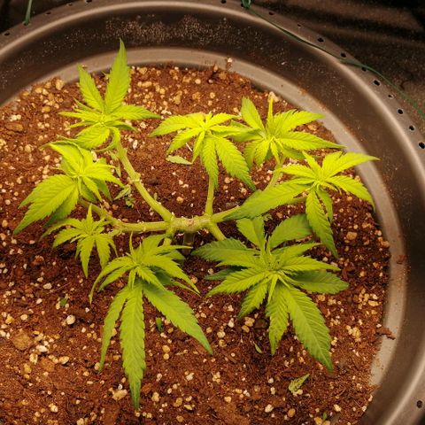 Fat Banana  growlog timeline photo