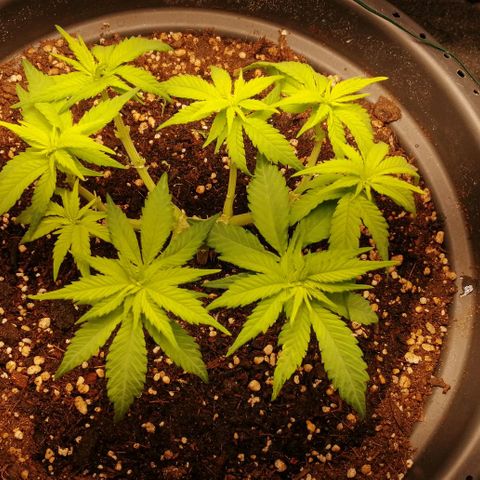 Fat Banana  growlog timeline photo