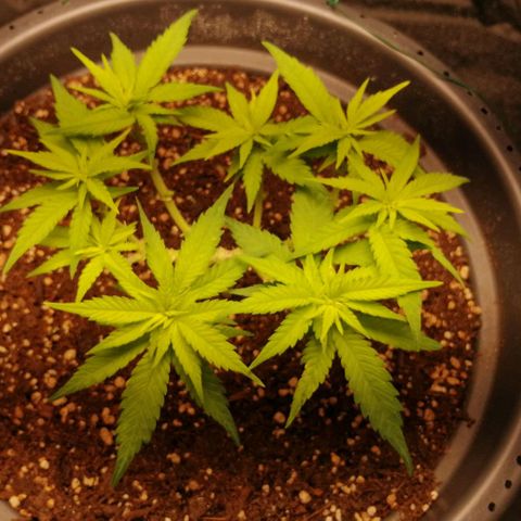 Fat Banana  growlog timeline photo