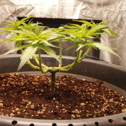 Fat Banana  growlog timeline photo