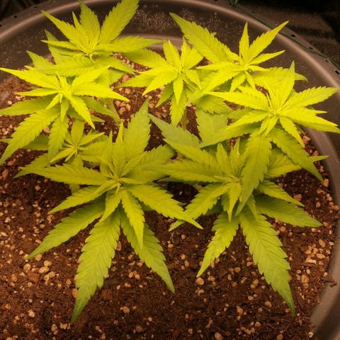 Fat Banana  growlog timeline photo