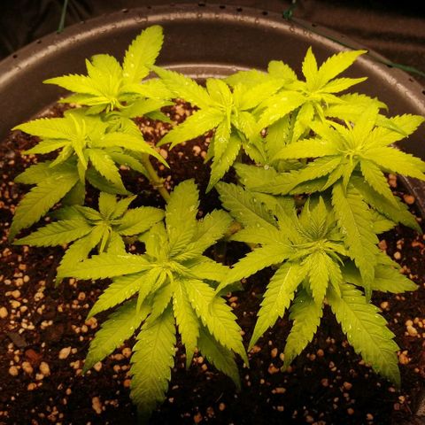 Fat Banana  growlog timeline photo