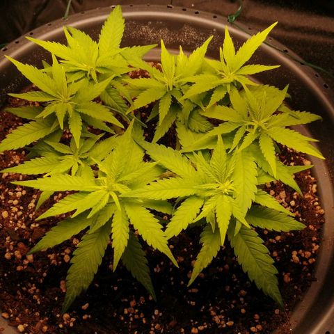 Fat Banana  growlog timeline photo