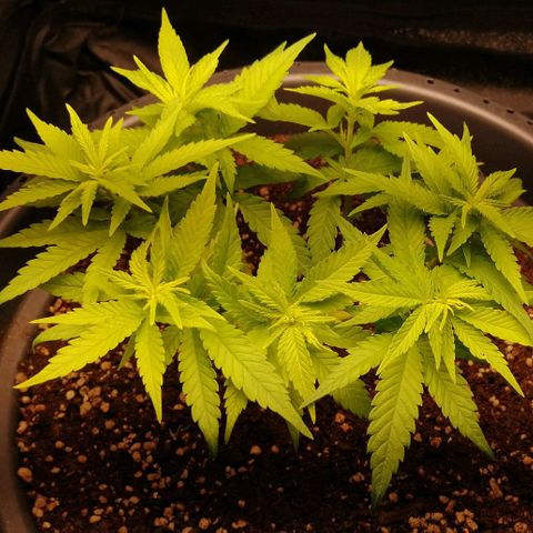 Fat Banana  growlog timeline photo