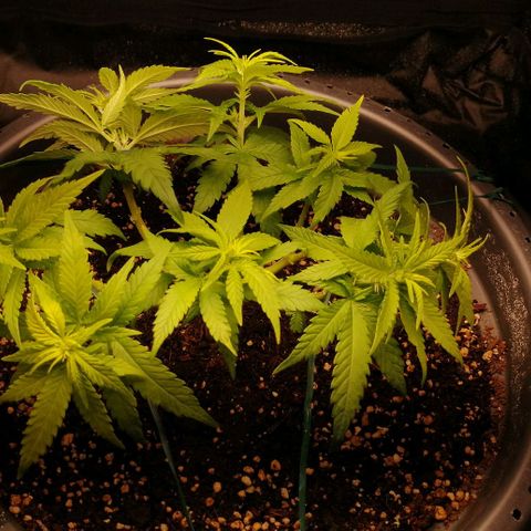 Fat Banana  growlog timeline photo