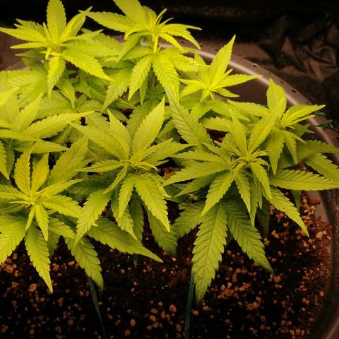 Fat Banana  growlog timeline photo