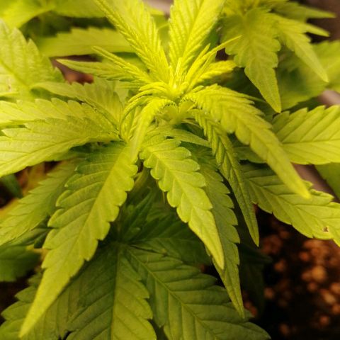 Fat Banana  growlog timeline photo