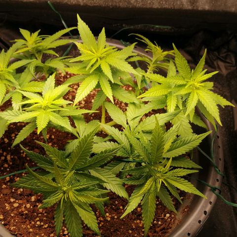 Fat Banana  growlog timeline photo