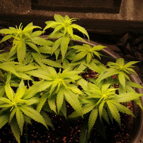 Fat Banana  growlog timeline photo