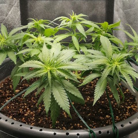 Fat Banana  growlog timeline photo