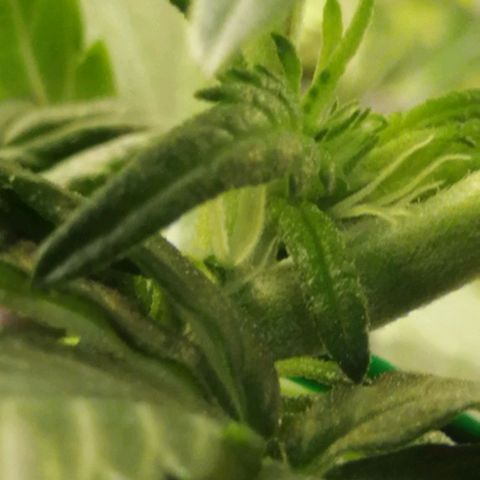 Fat Banana  growlog timeline photo