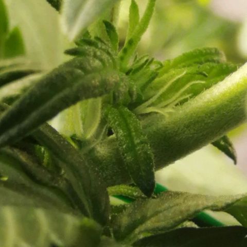 Fat Banana  growlog timeline photo