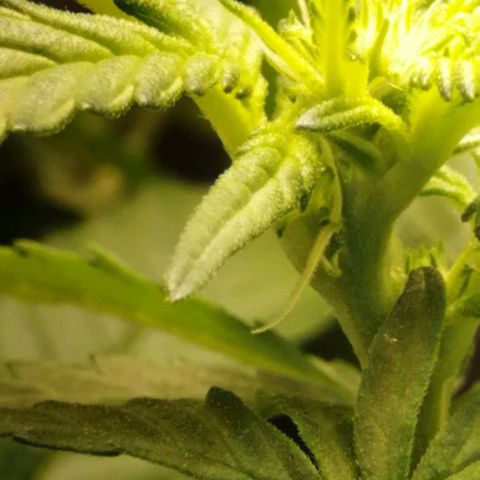 Fat Banana  growlog timeline photo