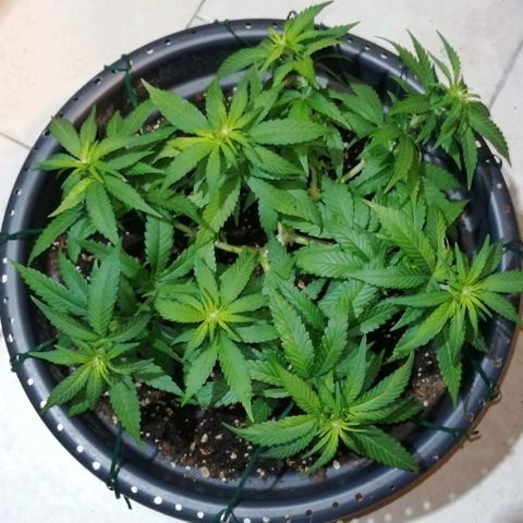 Fat Banana  growlog timeline photo