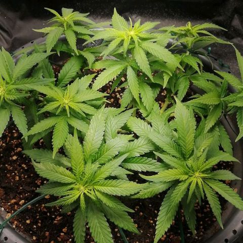 Fat Banana  growlog timeline photo