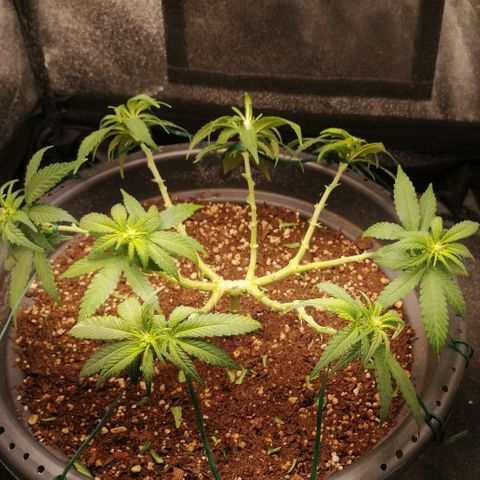 Fat Banana  growlog timeline photo