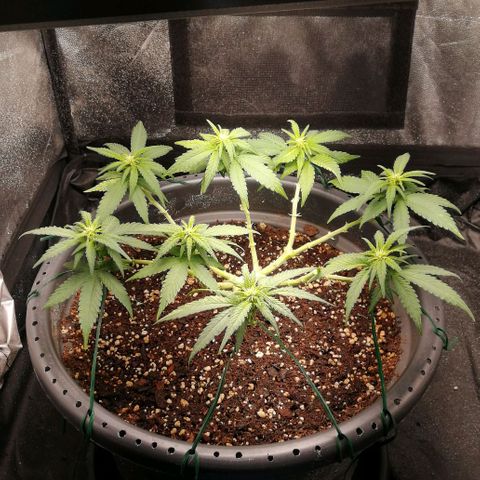 Fat Banana  growlog timeline photo