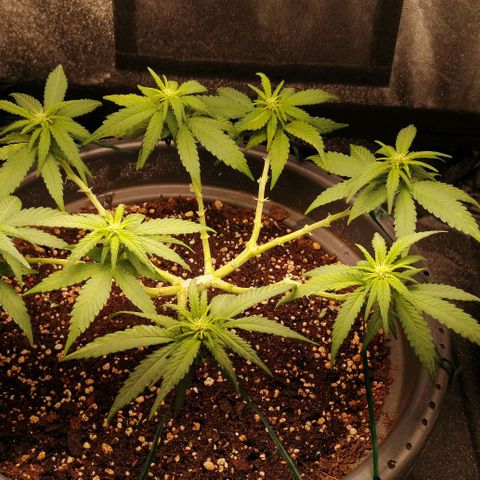 Fat Banana  growlog timeline photo