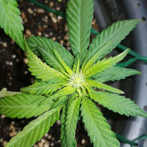 Fat Banana  growlog timeline photo