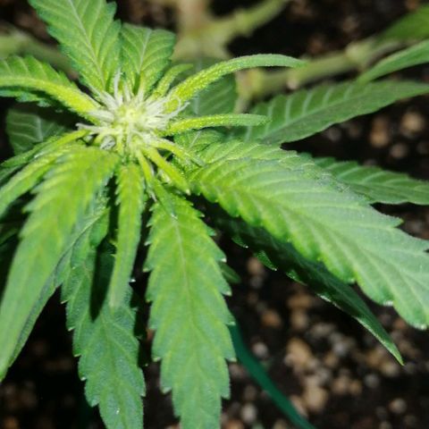 Fat Banana  growlog timeline photo