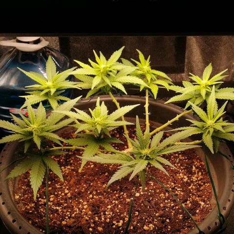 Fat Banana  growlog timeline photo