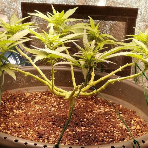 Fat Banana  growlog timeline photo