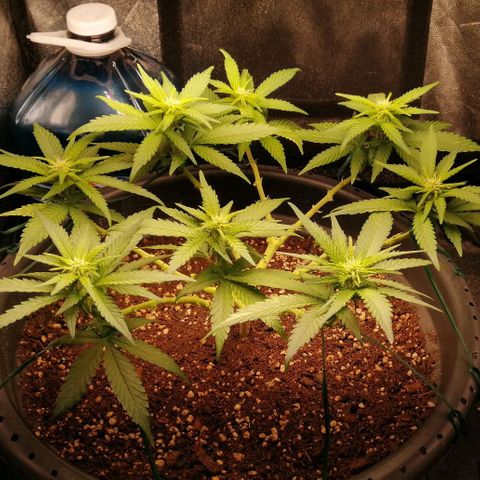 Fat Banana  growlog timeline photo