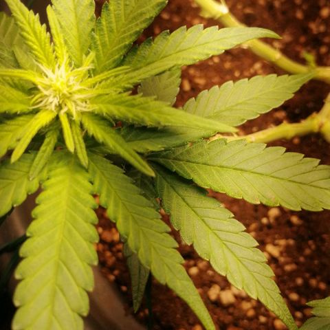 Fat Banana  growlog timeline photo