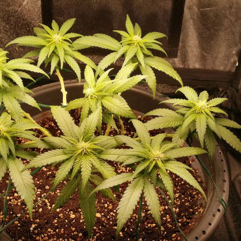 Fat Banana  growlog timeline photo