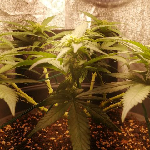 Fat Banana  growlog timeline photo