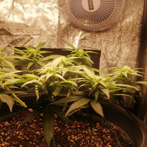Fat Banana  growlog timeline photo